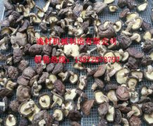 逸村機(jī)械帶您了解香菇行業(yè)動(dòng)態(tài)訊息之香菇出口退稅政策自3月1日起取消