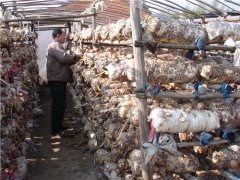 香菇不出菇怎么治？還得“對癥下藥”