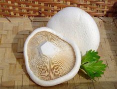 白靈菇畸形難控？逸村機(jī)械為您解憂