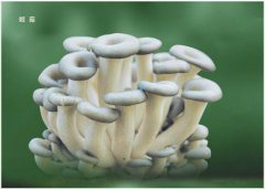 姬菇種植注意事項(xiàng)你知多少？逸村機(jī)械為您梳理