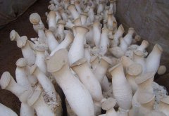 杏鮑菇細(xì)菌感染，個頭??？逸村機(jī)械為您查文獻(xiàn)招