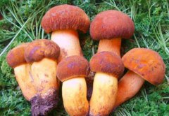 牛肝菌種植注意事項(xiàng)知多少？看逸村機(jī)械為您總結(jié)