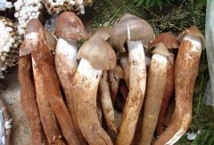 逸村機械與您分享雞樅菌的種植管理經(jīng)驗