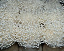 金針菇酵母菌防治有方 逸村食用菌機械為您詳解