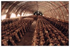 定西小香菇成長(zhǎng)為脫貧大產(chǎn)業(yè)