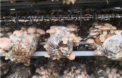 十堰市竹溪縣5萬(wàn)菌棒喜獲豐收