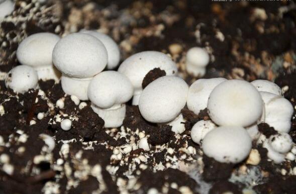 點(diǎn)擊打開(kāi)原圖 1-1F92611061c56